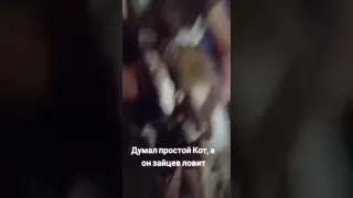 кот поймал зайца