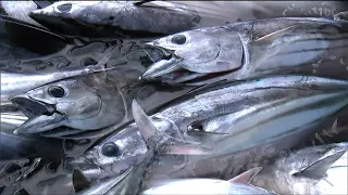 カツオ一本釣り船24隻入港「旬の戻りガツオ275トンを水揚げ」待機して順番待ちする漁船も　豊漁続く気仙沼　宮城