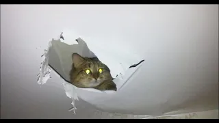 Мышь под натяжным потолком, кот без страховки залезает на трех метровую высоту под потолок, разрывая
