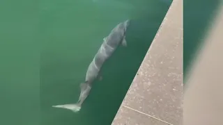 Giant sturgeon caught on video near a pier in Grand Haven was 'rare,' Michigan DNR says