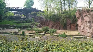 Antwerp Zoo - Lions