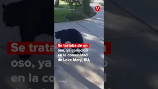 Un oso entró a una casa a tomar un trago #milenioshorts