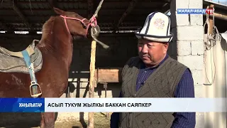 Асыл тукум жылкы баккан саяпкер