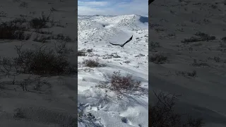 Golden eagle hunting hare #Hare#wolf#fox#eagle#falcon#hunting