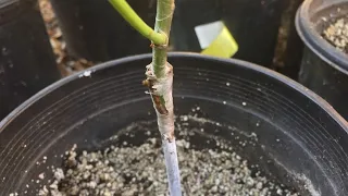 How and When to Take Off the Grafting Tape