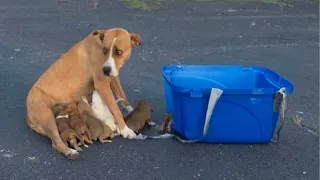 Rescuers Save Dog Momma And Her 9 Puppies That Were Abandoned In A Parking Lot