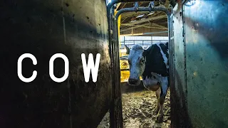 Cow - Official Trailer