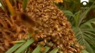 Abejas Asesinas, Feroz Ataque de Abejas, Abejas Africanizadas