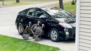 A Flock Of Wild Turkeys Attacked My Car