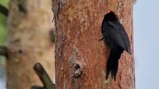 Black Woodpecker with Swarovski ATX 115mm- Digiscoping#Schwarzspecht