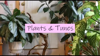 Plant & Tunes | Plant chores, pretty leaves, and good grooves