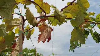 Bấm cành cấp 2 cây Nho Kẹo khi còn mang trái đc 1 tháng#CẬU TƯ Vlog# Chuyên cây nho  (0902.864.119)