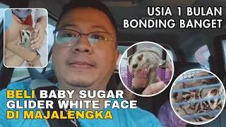 BELI BABY SUGAR GLIDER WHITE FACE DI MAJALENGKA | USIA 1 BULAN BONDING BANGET