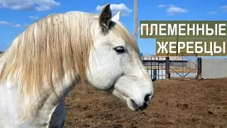 Племенные жеребцы тяжеловозных пород. КФХ Возмищевой В.И