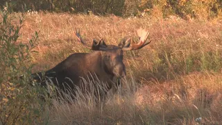 My best bull moose hunt!
