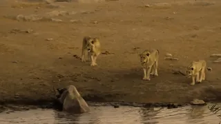 Застрявший в Грязи Носорог Сражается Со Львам