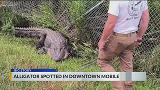 Alligator spotted in downtown Mobile