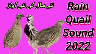 New year new voice for quail//بٹیر کی نئے سال کی نئی آواز