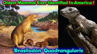 World's Oldest Mammal Fossils Found In America !!! / Brasilodon Quadrangularis / Scientific Research