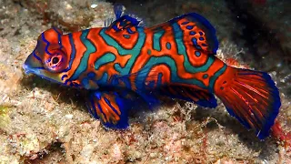 Mandarin Dragonet Facts: the MANDARINFISH 🐟 Animal Fact Files