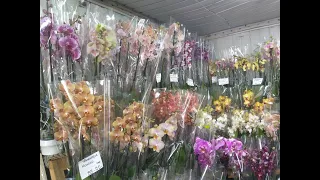 Шикарнейший завоз орхидей у Олега!!!Очень приятные цены!!!!