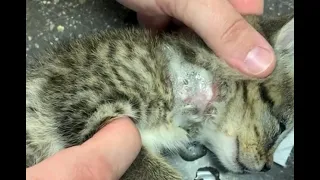 Removing a Botfly Larvae From a Kitten