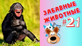 Приколы с Животными #21 / Смешные Животные / Приколы 2020 / Приколы про Животных / Лучшие Приколы