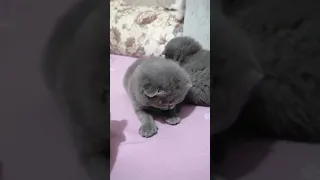 OMG So Cute Cats 😻 Best Funny Cat Videos 2021 #185