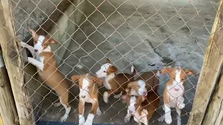 Afijo Los Verdiales cachorros