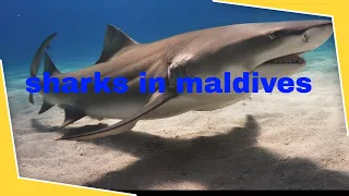 Baby sharks 🦈 @maldives