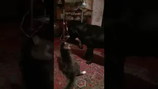 Лабрадор и кот
