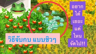 HAY DAY •How to catch a frog วิธีจับกบ และดักกบในเกม HayDay ให้มาอยู่ที่ฟาร์มตัวเองเยอะๆ EP.18 개구리🐸