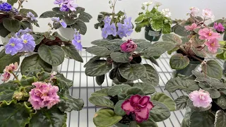African Violets Blooming in June 2023 - Part 1 - Standards
