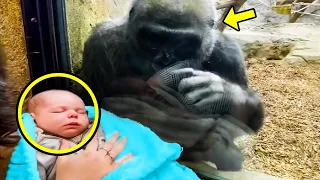 A mother shows a baby to a Gorilla. Zoo workers screamed When they saw His Reaction!