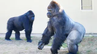 Silverback Gorilla Shows Off His Strength to Female | The Shabani Group