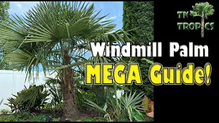 Windmill Palm Tree MEGA Guide!