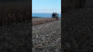 Уборка кукурузы 2019