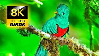 Wild Birds from the World in 8K ULTRA HD / 8K TV