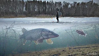 ВСТРЕЧА МАТЁРОЙ ЩУКИ СО ШРАМОМ И КАРАСЯ! Рыбалка на Жерлицы