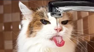 Funny cat videos 2021 🐱 Try not to Laugh or grin 😂 Challenge