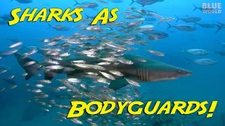 Bodyguard Sharks! (Sharks that PROTECT fish?)