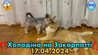 ‼️БРИТАНЕЦЬ і ЙОРК «БІСЯТЬСЯ»З САМОГО РАНКУ😁😂НА ЗАКАРПАТТІ ДУЖЕ ХОЛОДНО ‼️😱17.04.2024