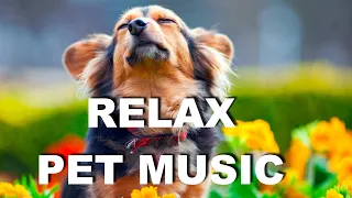 Best relaxing music for dogs to sleep
