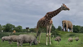 Safari park Knuthenborg Denmark