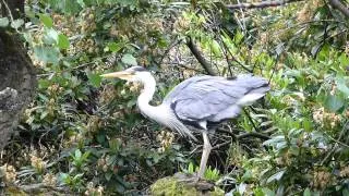 Grey heron stretching