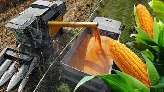 Highly Efficient And Innovative Corn Growing And Processing Plant