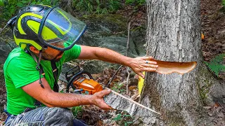 HOW TO DO THE PALM TREE CUT | Tree Felling Tutorial