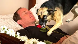 Dog Was About to Say Goodbye to Its Owner, Then It Notices Something ODD & Stops The Funeral!