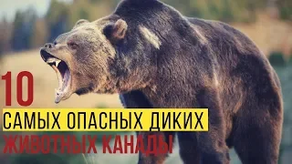 10 самых опасных диких животных Канады.