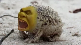 Angry Squeaking Ogre